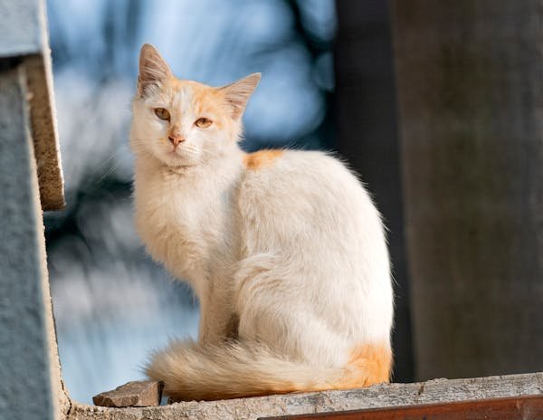 Pension chat autour de moi : un havre de paix à herblay